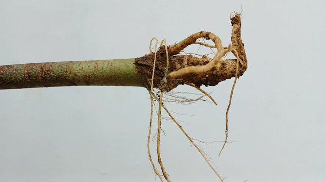 Rotating close-up of a papaya plant root system (Carica papaya) with soil particles. Detailed botanical video showing taproot and lateral roots isolated on white background for agricultural, education