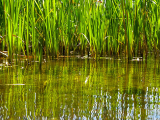 Close up of typha plant in lake water.