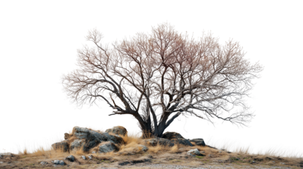 Bare deciduous tree standing alone on a small hill with rocks, isolated on transparent background