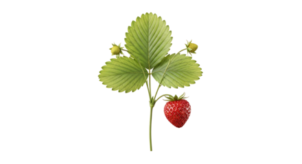 Single ripe red strawberry with green leaves and unripe berries isolated on a transparent background