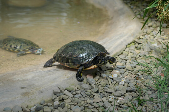 Tortuga acu&aacute;tica dando un paso hacia adelante