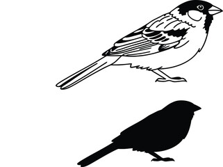 Sparrow Line Art Icon Silhouette Vector Illustration  
