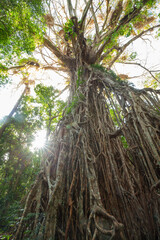 Majestätischer Cathedral Fig Tree Baum mit Sonnenlicht Strahlen im dichten Regenwald von Queensland, Australien.