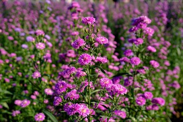 A vibrant densely planted field of magenta and purple flowers, which are Asters and similar daisies