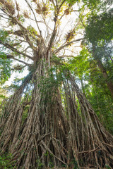 Obraz premium Majestätischer Cathedral Fig Tree Baum mit Sonnenlicht Strahlen im dichten Regenwald von Queensland, Australien.