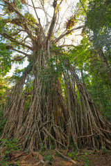 Majestätischer Cathedral Fig Tree mit Sonnenlicht im dichten Regenwald von Queensland Australien