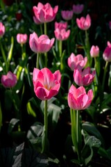 A close-up captures a field of blooming pink tulips, intensely focused on the foreground blossoms while the background remains softly blurred