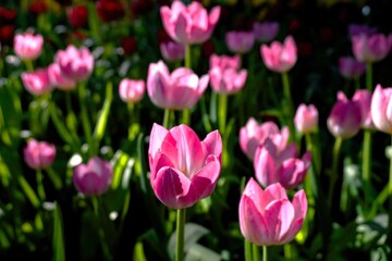 A close-up captures a field of blooming pink tulips, intensely focused on the foreground blossoms while the background remains softly blurred