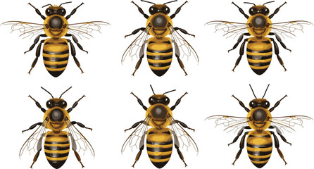 Vector Illustration Set of Six Detailed Honey Bees or Worker Bees, Ideal for Representing Pollination, Apiculture, Beekeeping, Insect Wildlife, Organic Farming, and Nature Graphics