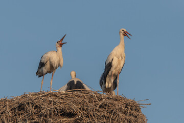 Naklejka premium Observing storks on their nest during sunset in spring