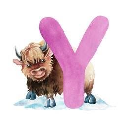 English pink letter Y and cartoon yak on snowy meadow, hand-drawn watercolor illustration isolated on white. Children's clip art of mountain bull for learning, games, animal alphabet design for kids