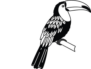 Fototapeta premium toucan outline vector illustration 