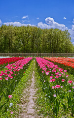 Every shade of red tulips with a beautiful foreground of greenery at the tulip farm in Niagara On the Lake, ON, Canada
