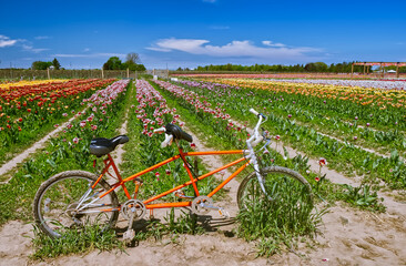 Dual rider decorative bike at the tulip farm in Niagara On the Lake, ON, Canada