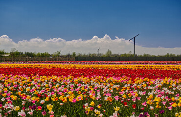 The sparse green tulip lines in the foreground enhances the arrangement at the tulip farm in Niagara On the Lake, ON, Canada