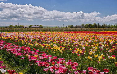 Beautiful rural backdrop to the tulip farm in Niagara On the Lake, ON, Canada