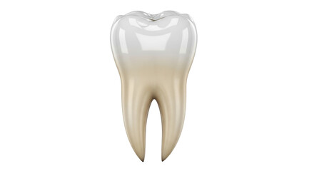 Realistic molar tooth isolated PNG on transparent background, dental anatomy model for educational and medical use