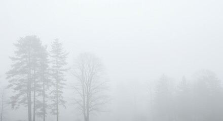 Obraz premium Misty forest landscape in the early morning ethereal atmosphere