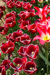 Close view of the burgundy tulips at the tulip farm in Niagara on the Lake, ON, Canada