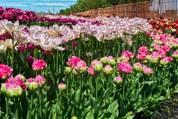 Getting down at the soil level at the tulip farm. Burgundy to pink tulips with proper transition. Niagara on the Lake, ON, Canada