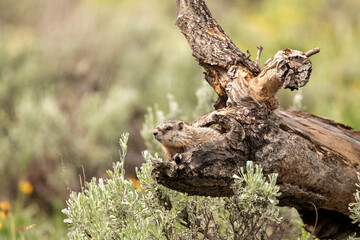 A yellow-bellied marmot peeks out of an old snag creating some amazing camouflage