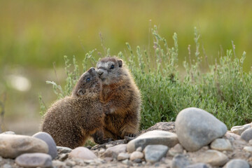 Yellow-bellied marmot juvenile siblings playing 