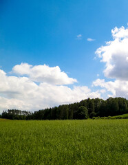 Obraz premium Stunning nature of Kashubia in summer.