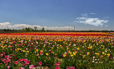 Panoramic view of the huge tulip farm with vibrant flowers. Niagara on the Lake, ON, Canada
