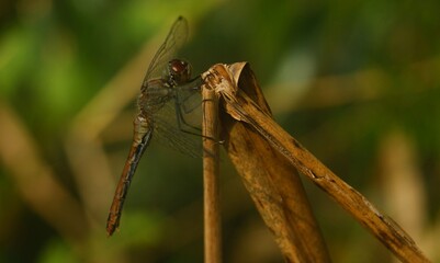 Nature,insect, snails,dragonflies,damselflies,frogs toads and another insect in summer in central bohemia