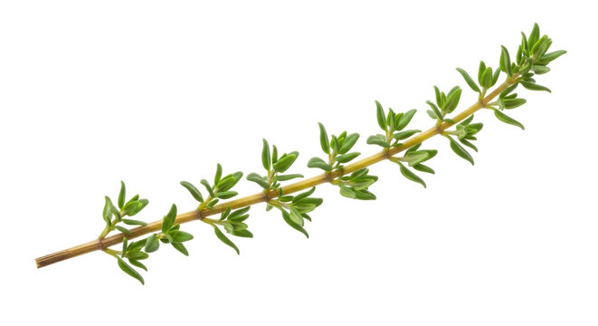 Fresh thyme sprig isolated PNG, aromatic herb for cooking and seasoning on transparent background, culinary ingredient