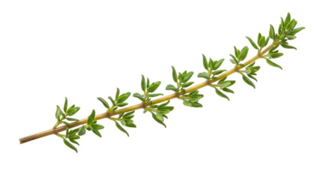Fresh thyme sprig isolated PNG, aromatic herb for cooking and seasoning on transparent background, culinary ingredient