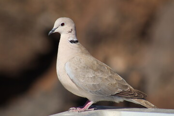 Collared dove