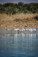 flamingo dans un lac
