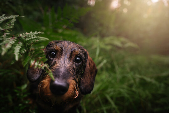 Wirehaired Dachshund in Ferns Forest Close-Up. A wet wirehaired Dachshund peeks curiously from behind green ferns in a forest. The close-up portrait captures the dog&rsquo;s expressive eyes and natural, moo
