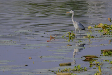 a solitary grey heron stands motionless in the shallow waters surrounded by water lilies – a classic winter morning scene