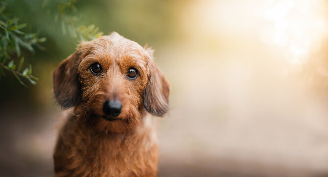 Wirehaired Dachshund Portrait in Warm Evening Light. A wirehaired Dachshund stands on a path next to green bushes, looking calmly at the camera in soft golden light. 