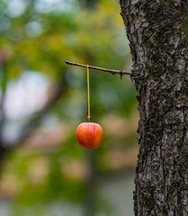 apple on tree