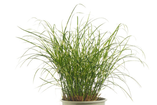 closeup bandwith miscanthus s grass plant isolated