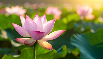 Close-up of a light pink lotus flower blooming amidst green leaves, lit by golden sunlight in a serene scene