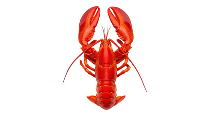 Bright red lobster isolated PNG on transparent background, fresh seafood delicacy for gourmet cuisine and restaurant menus