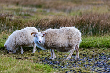 Majestic sheep with curved horns grazing across the golden grasses of Southern Iceland&rsquo;s rugged highland slopes in the soft glow of evening