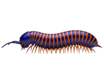 Millipede with orange and blue stripes isolated on transparent background