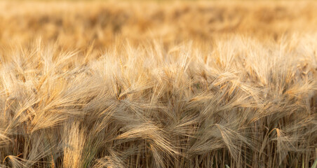 Ripe Barley. Close up of Ripe golden barley.