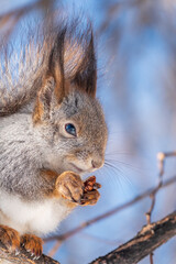 Fototapeta premium The squirrel with nut sits on tree in the winter or late autumn
