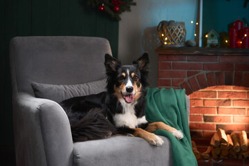 Naklejka premium A Border Collie lies comfortably on a gray chair beside a lit fireplace. The warm background is decorated with candles and holiday ornaments.