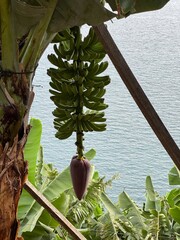 Blooming banana flower and banana fruits on a banana tree on Madeira island close up