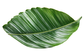 Naklejka premium Close-up of bright green Calathea lutea leaf shows distinct veins and texture on a white background