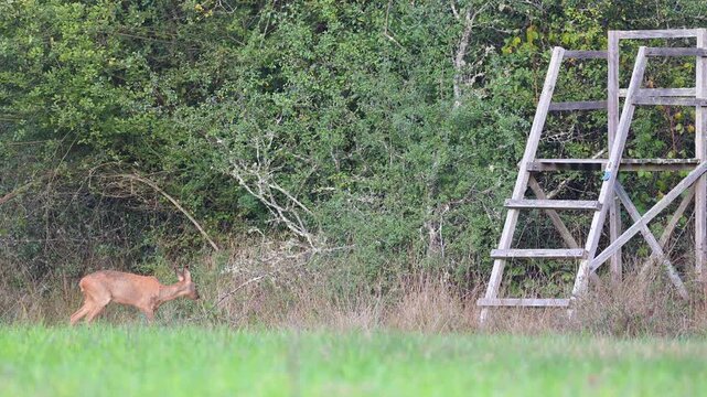 Roe deer doe eating bramble leaves near a wooden lookout tower. Capreolus capreolus, Rubus fruticosus, Sologne, Loiret 45, r&eacute;gion Centre Val de Loire, France, European Union, Europe