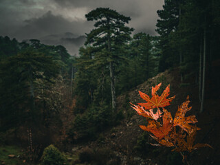 A baby oak tree grows up in the pine forest. 
