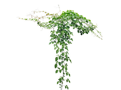 Bush grape or three-leaved wild vine cayratia (Cayratia trifolia) liana ivy plant bush, nature frame jungle border on transparent background